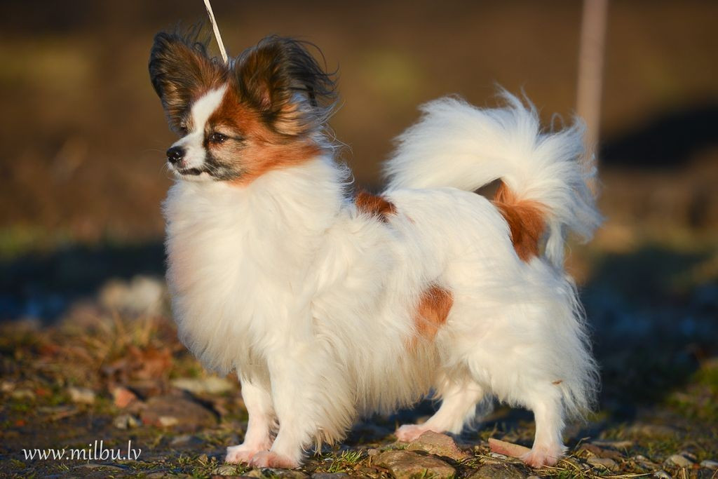 lucky starline White Affection