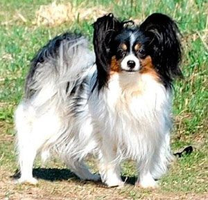 Scandyline Insanite d'Amour