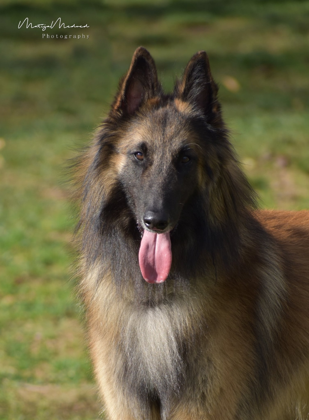 Publication : Astra Meum Auteur : Matija Medved