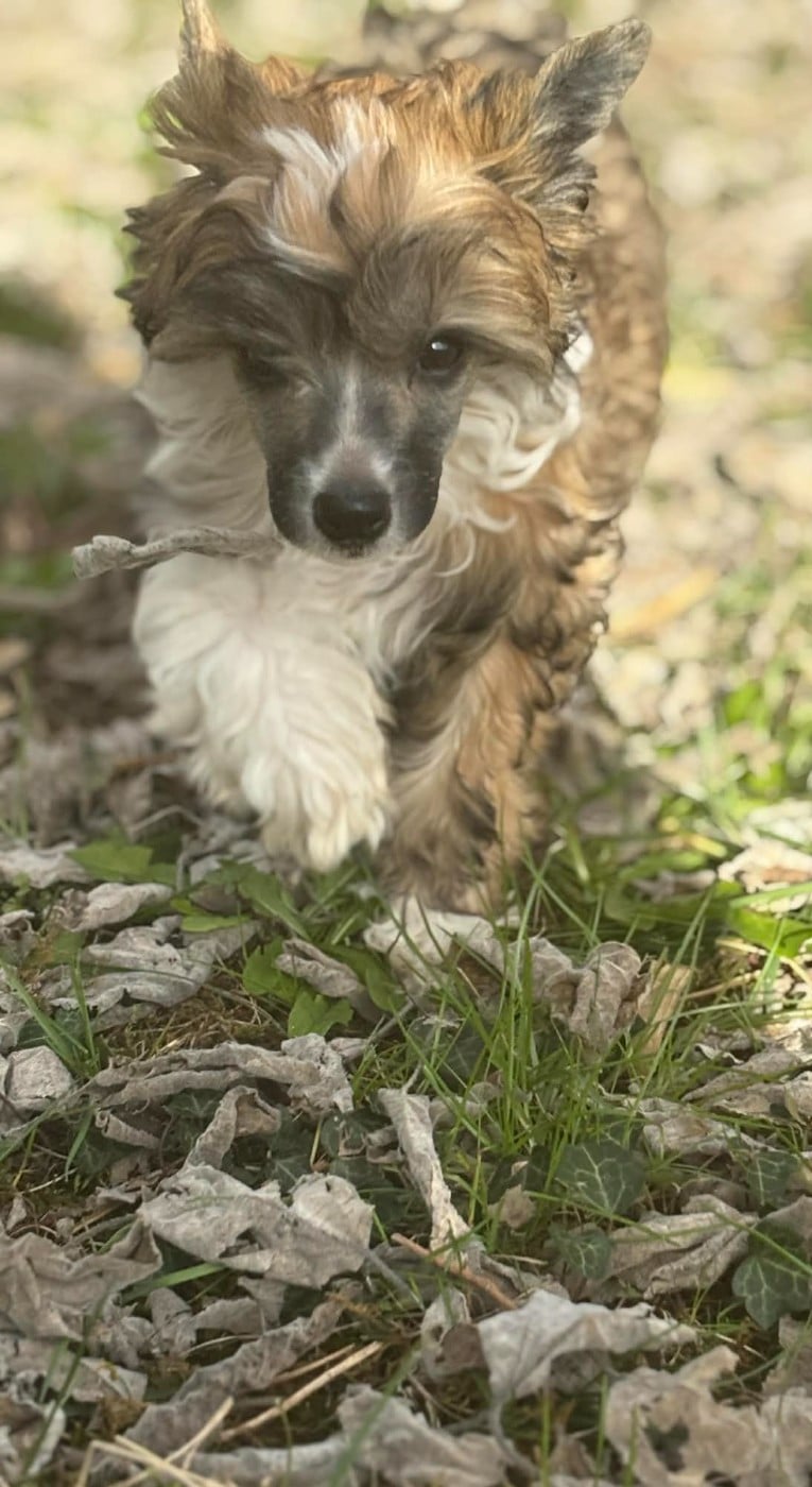 Publication : Du Chateau Bataille 