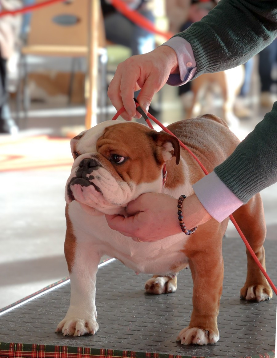 Publication : Di Vendra Nera Auteur : DI VENDRA NERA BULLDOG ANGLAIS