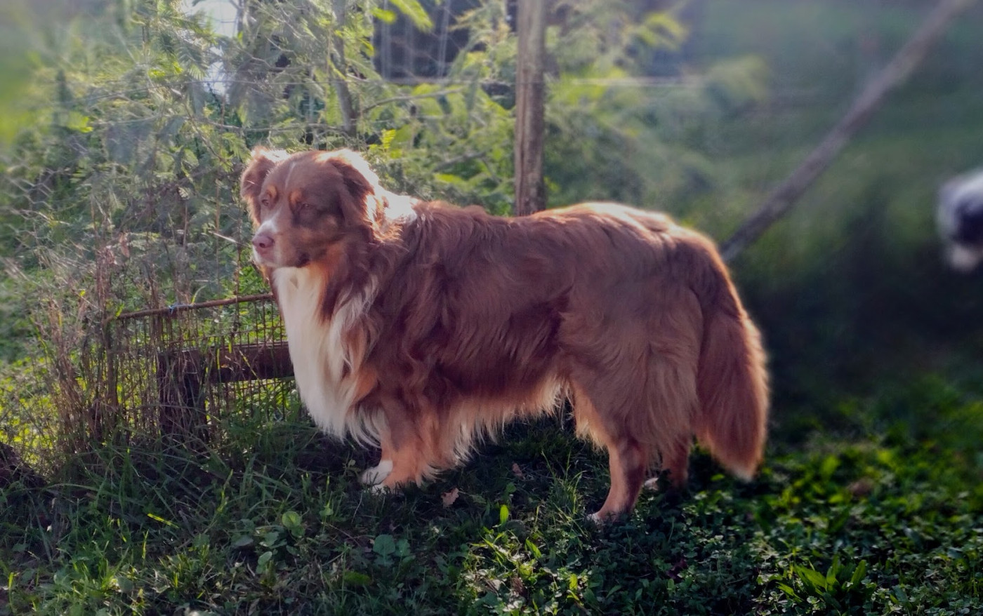 Publication : De La Masia Du Sotoul Auteur : Nathalie Axer