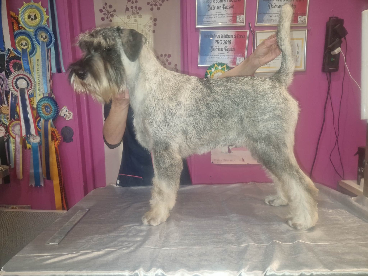 Publication : Des Bavarois Des Champs Elysées 