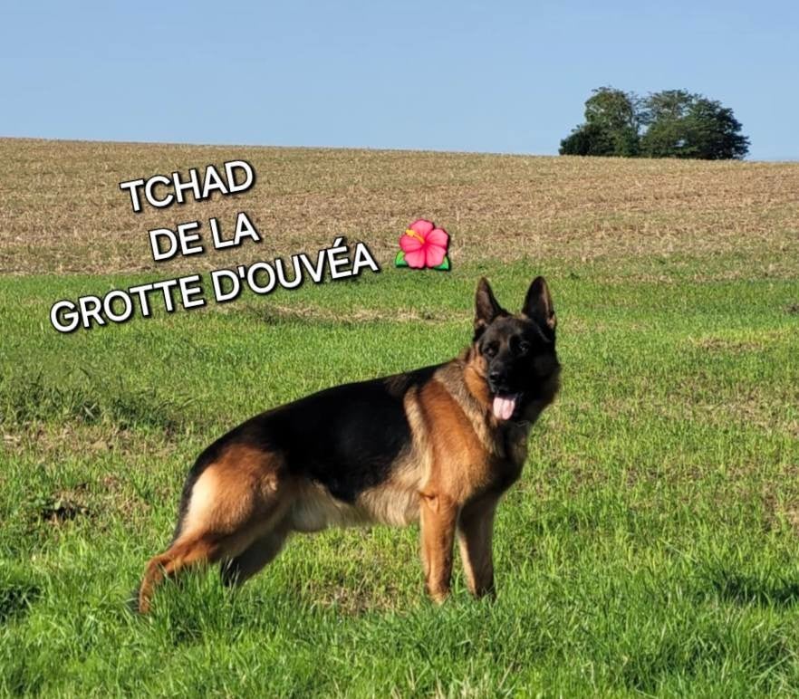 Publication : de la Grotte d'Ouvea