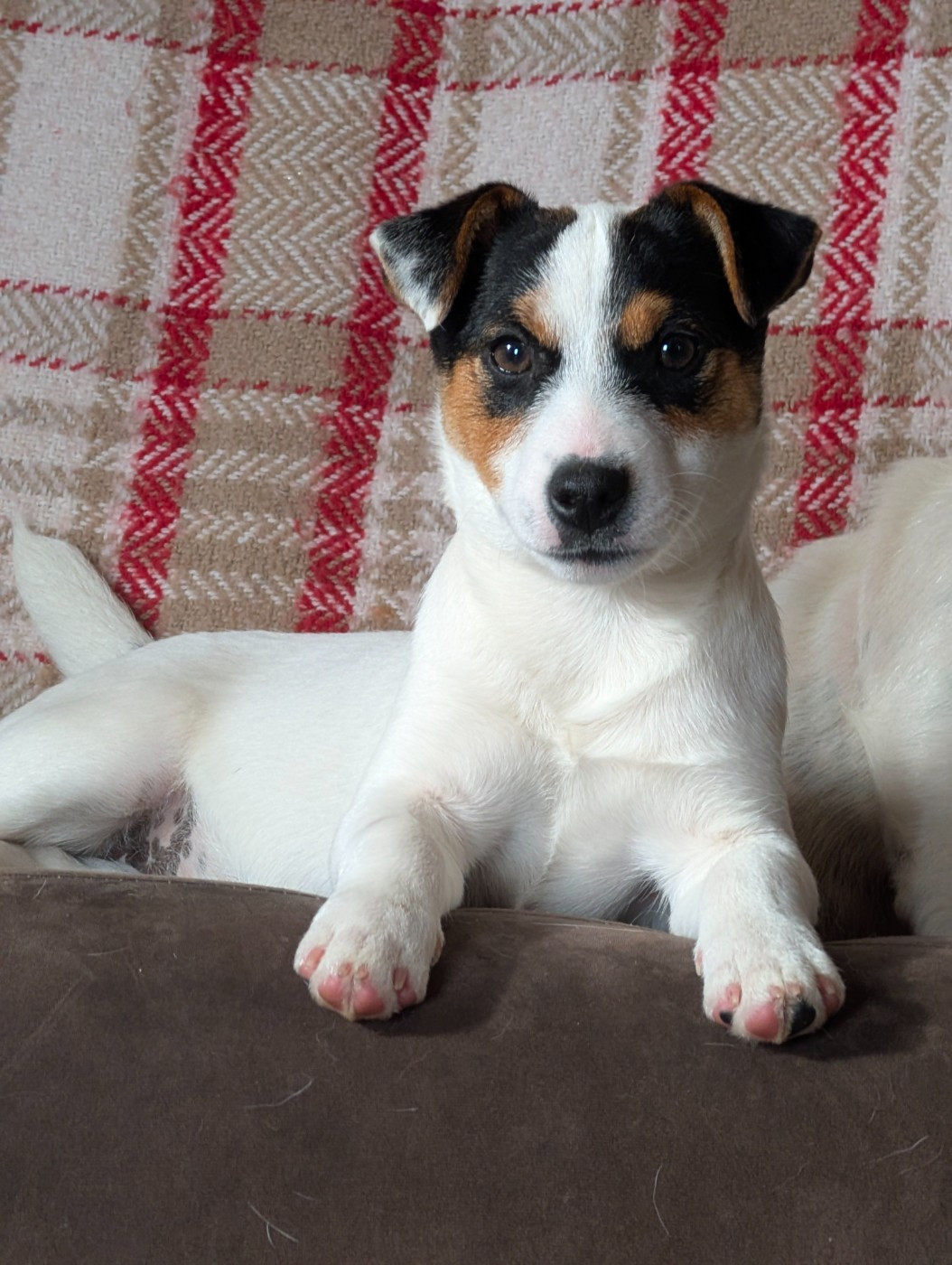 Publication : Des Terriers Du Large 