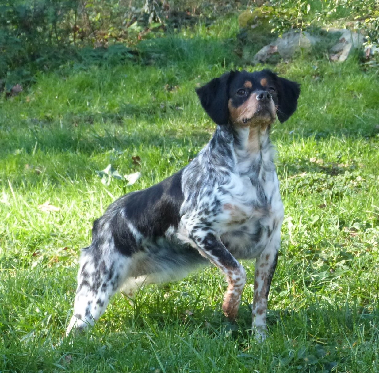 Publication : Du Coeur Ambre Auteur : Elevage du Coeur Ambre