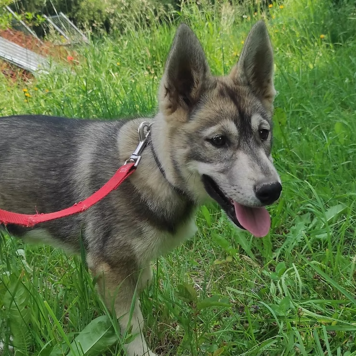 Publication : Travel Dog 