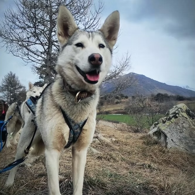 Publication : Travel Dog 