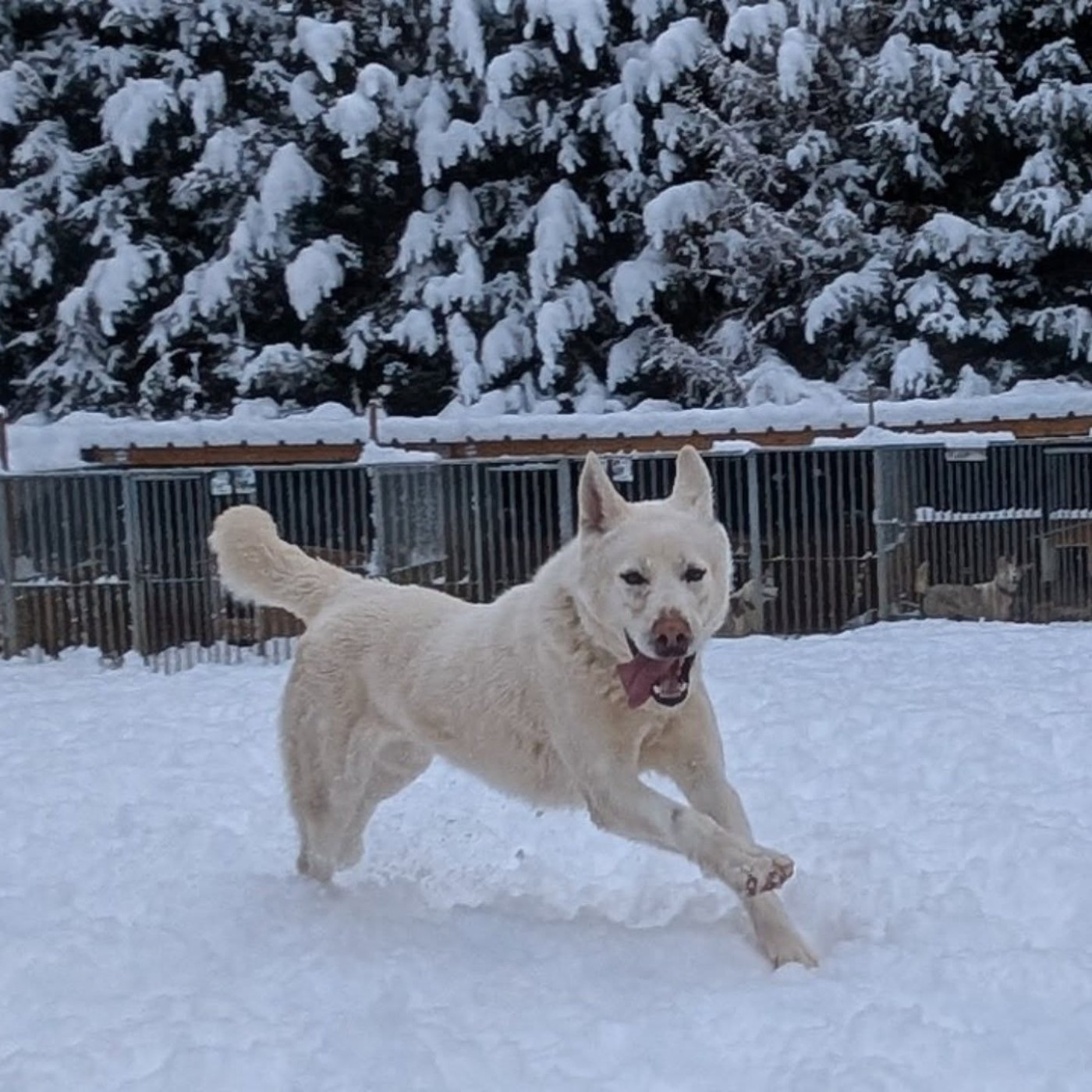 Publication : Travel Dog 