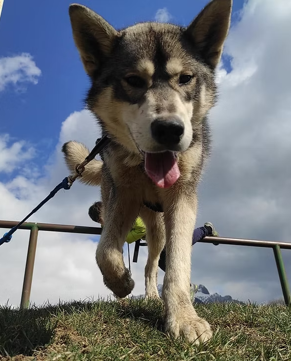 Publication : Travel Dog 