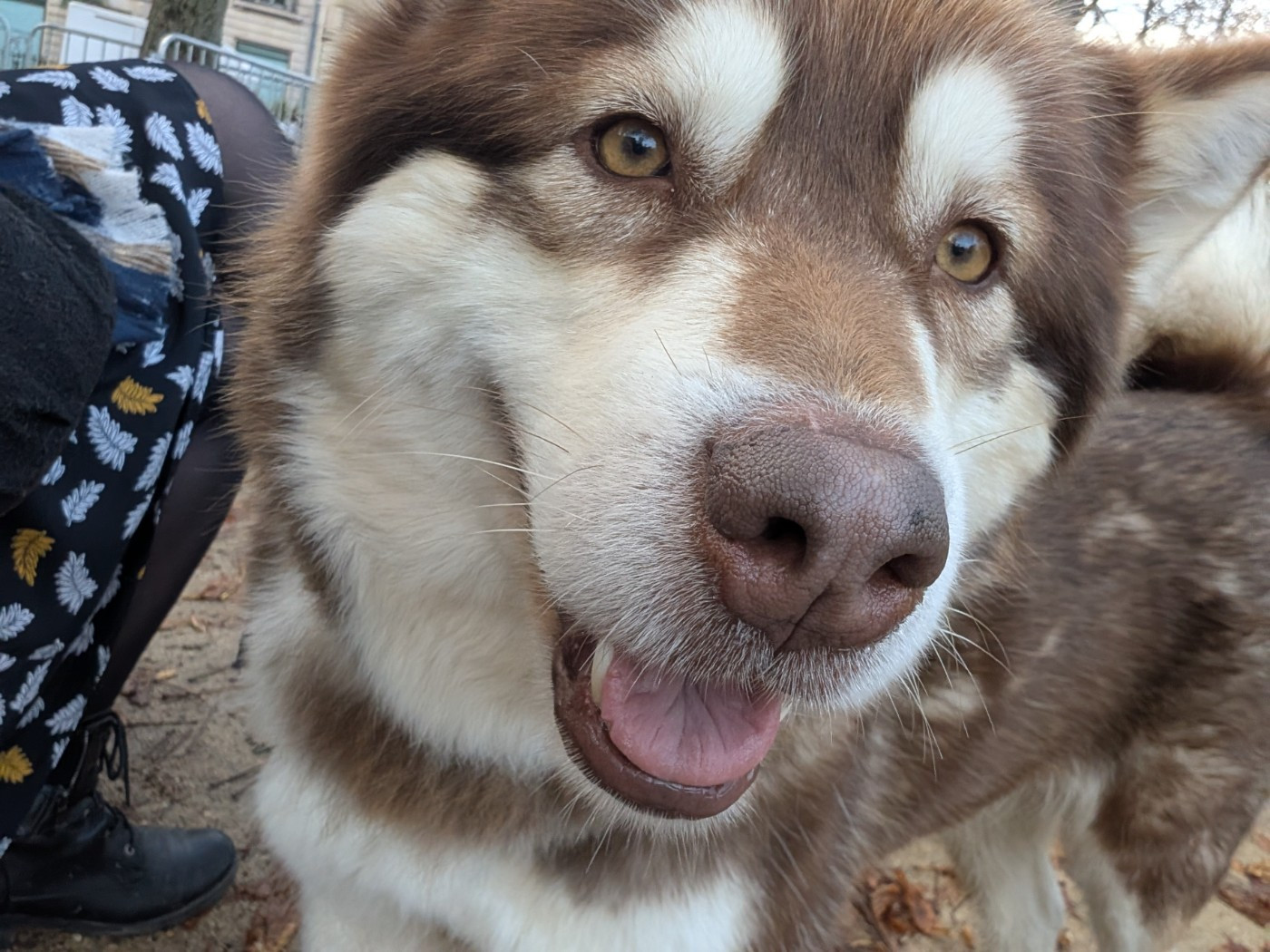 Publication : Travel Dog