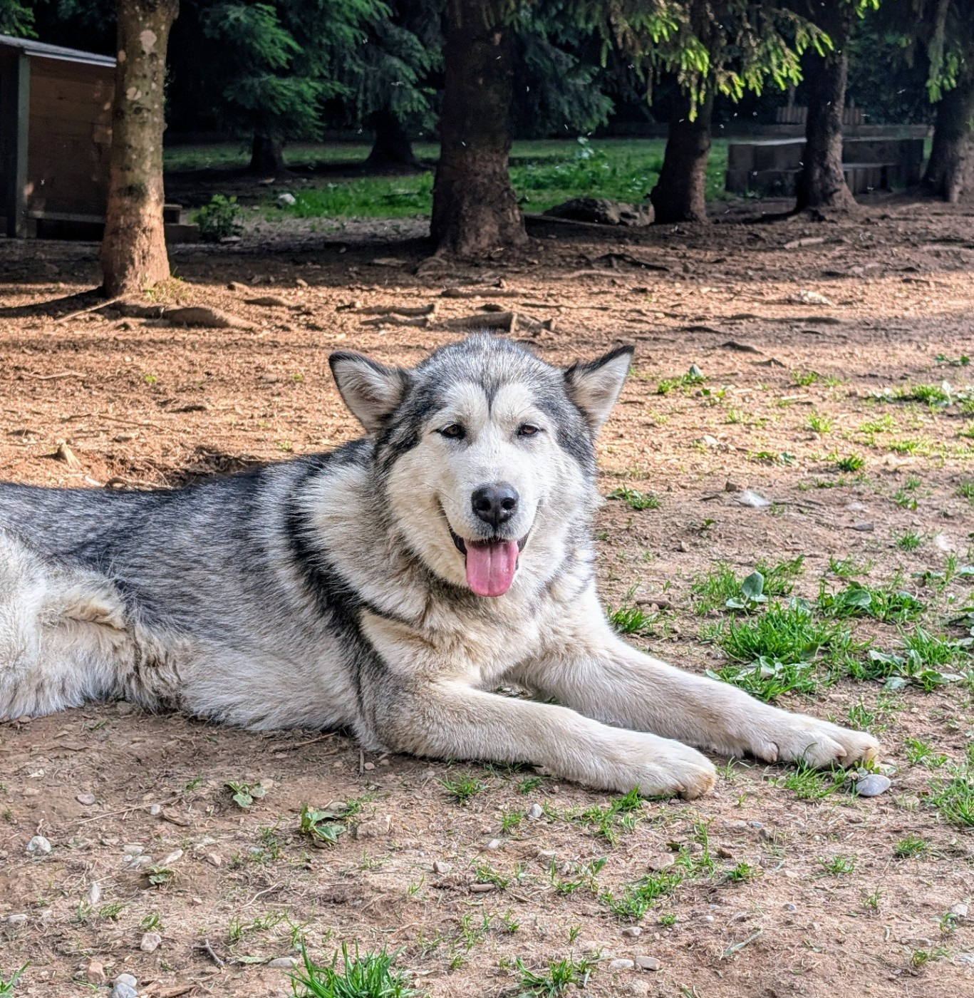 Publication : Travel Dog Auteur : Travel Dog