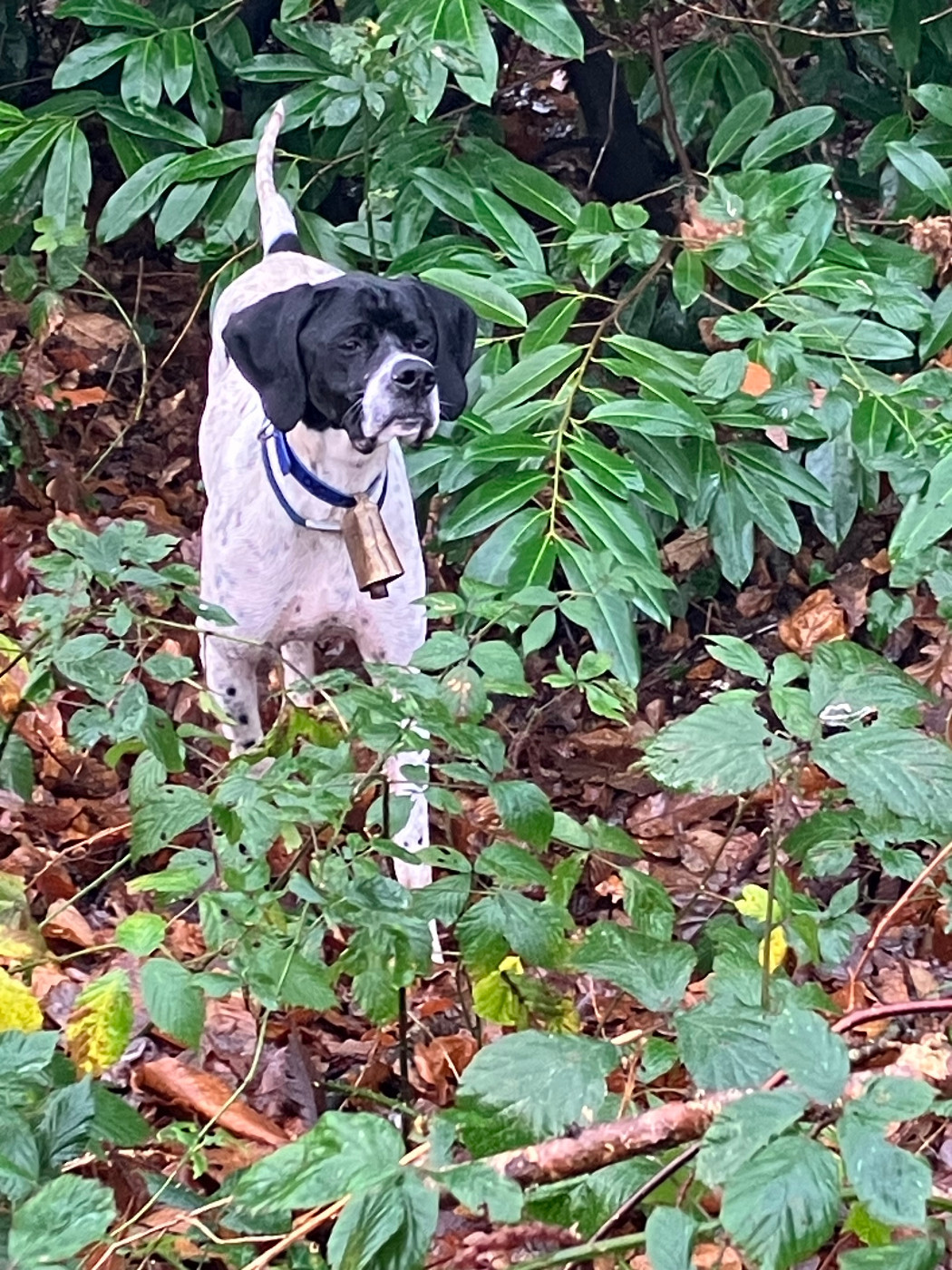 Publication : De La Rance Emeraude