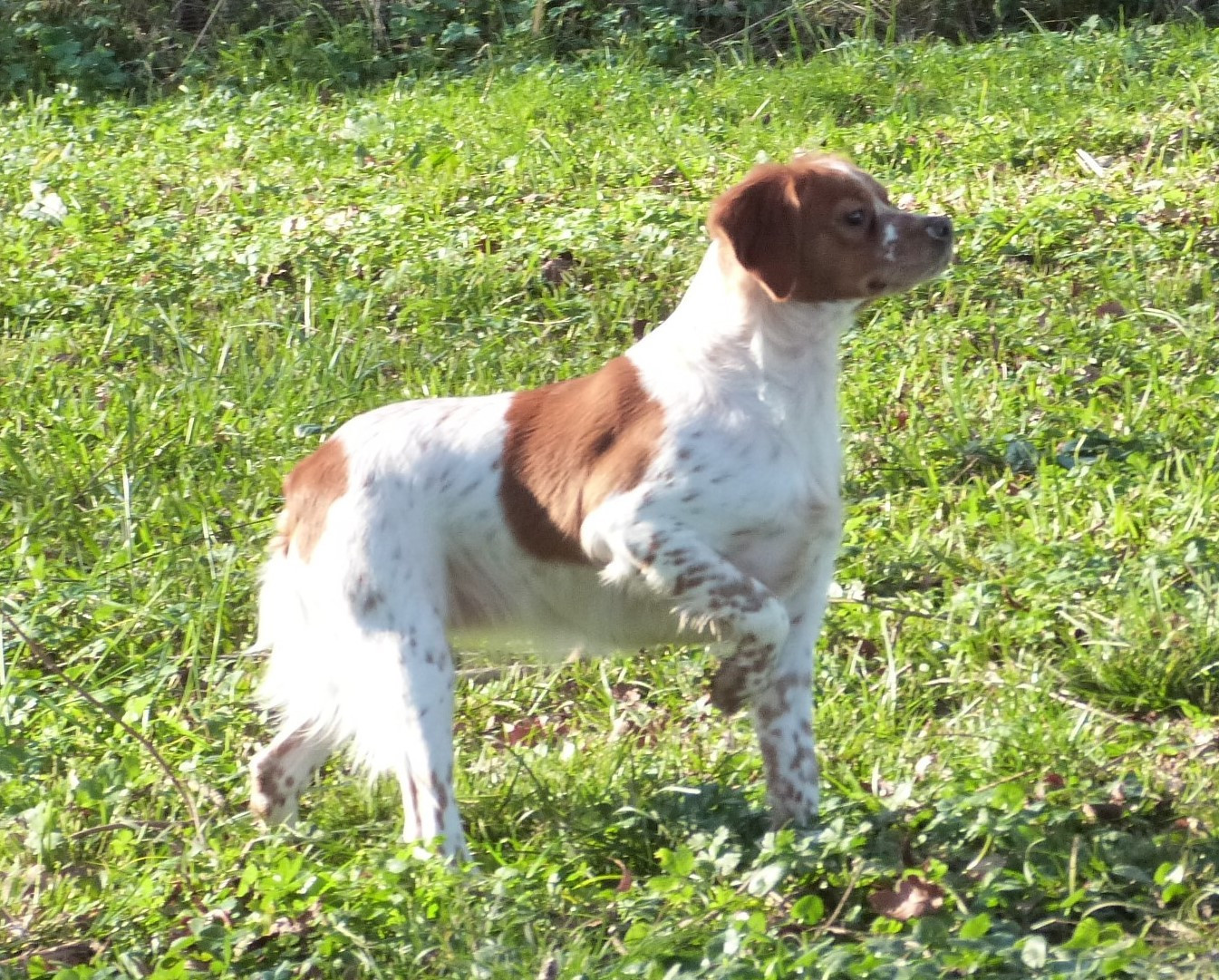 Publication : Du Coeur Ambre Auteur : Elevage du Coeur Ambre