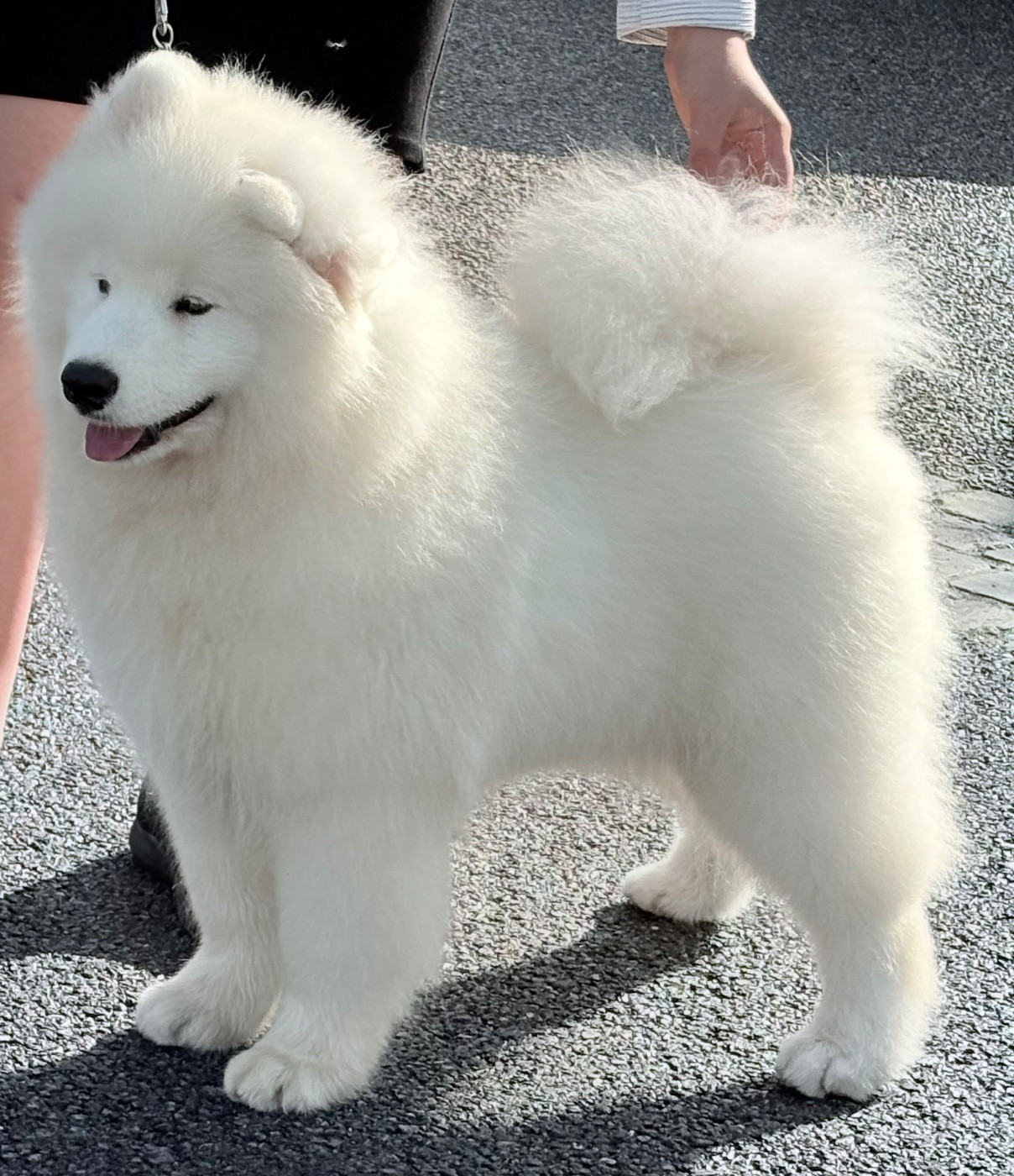 Publication : Du Massif De l'Esterel 