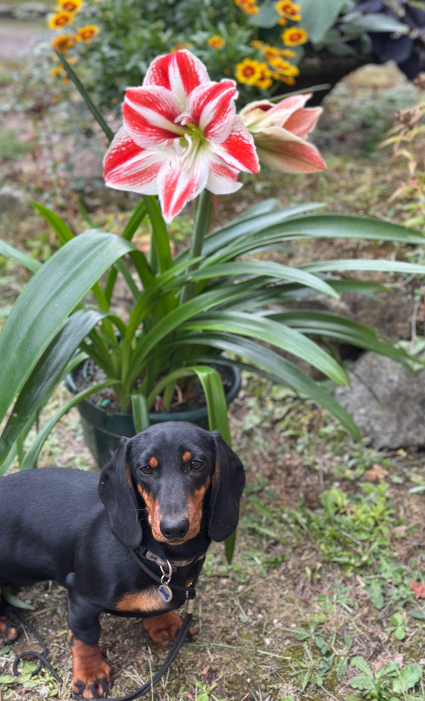 Publication : De Teremok De Anastasia Auteur : Elena Thiaville