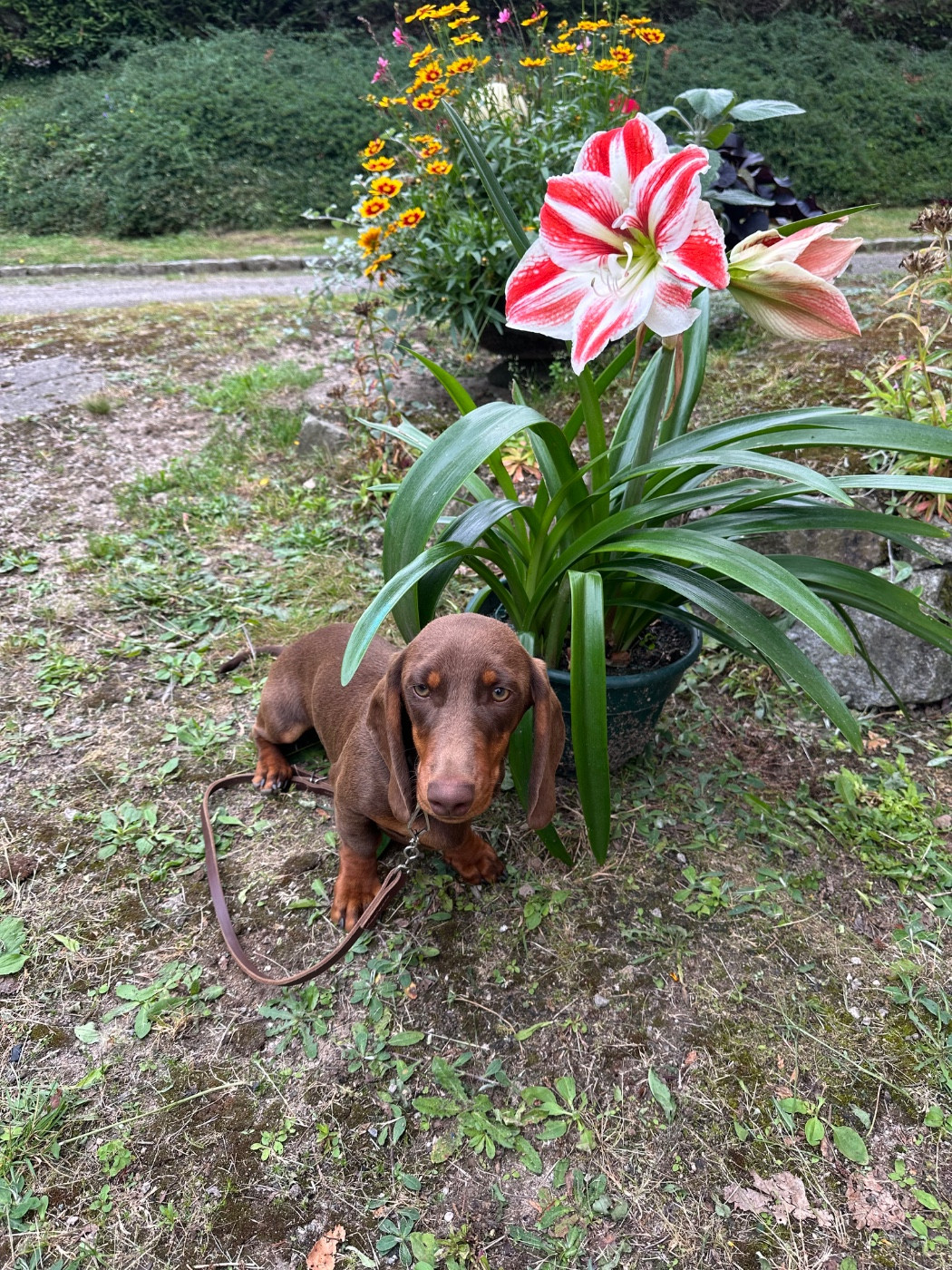 Publication : De Teremok De Anastasia Auteur : Elena Thiaville