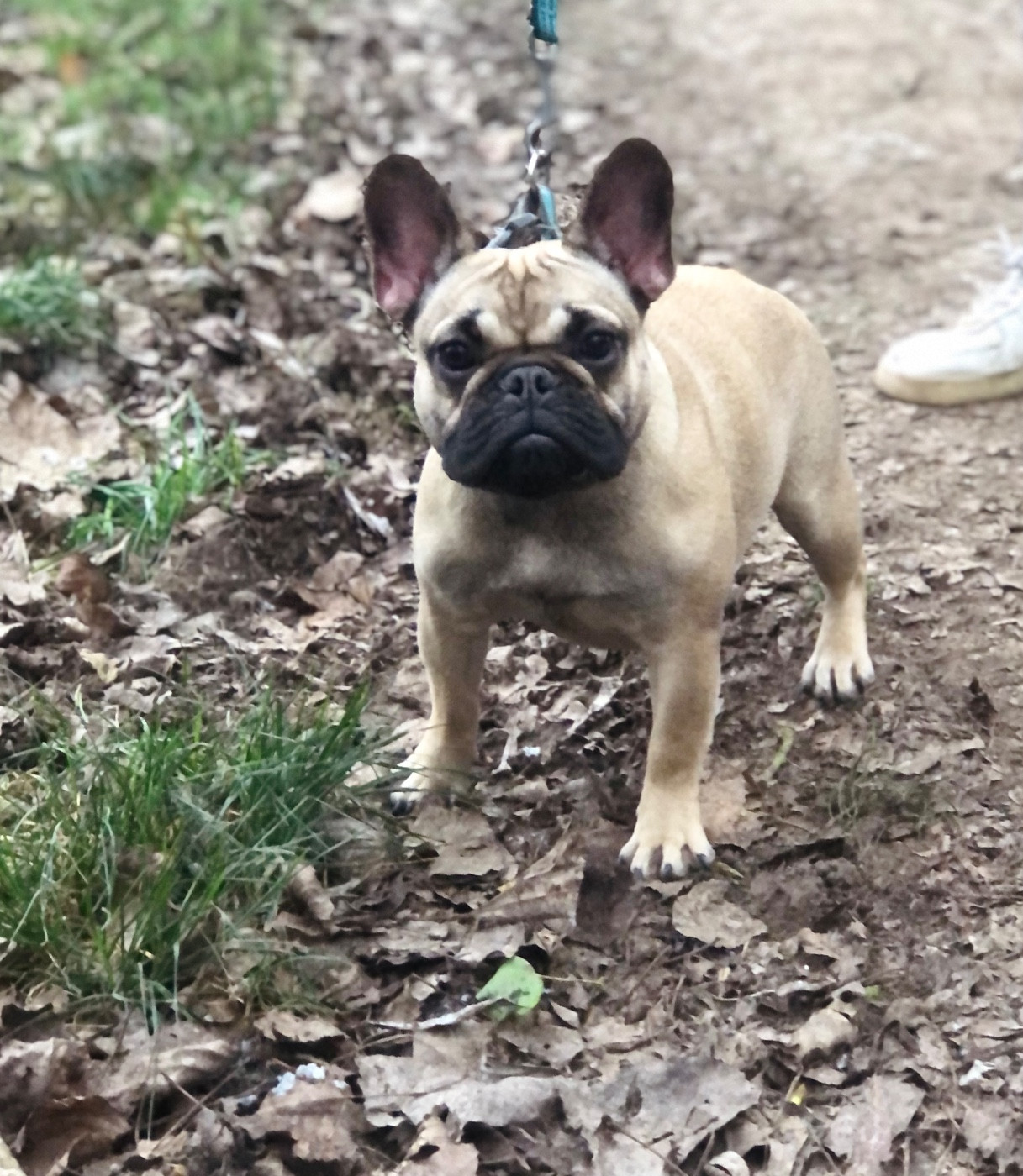 Publication : Of The Peaky's French-House 