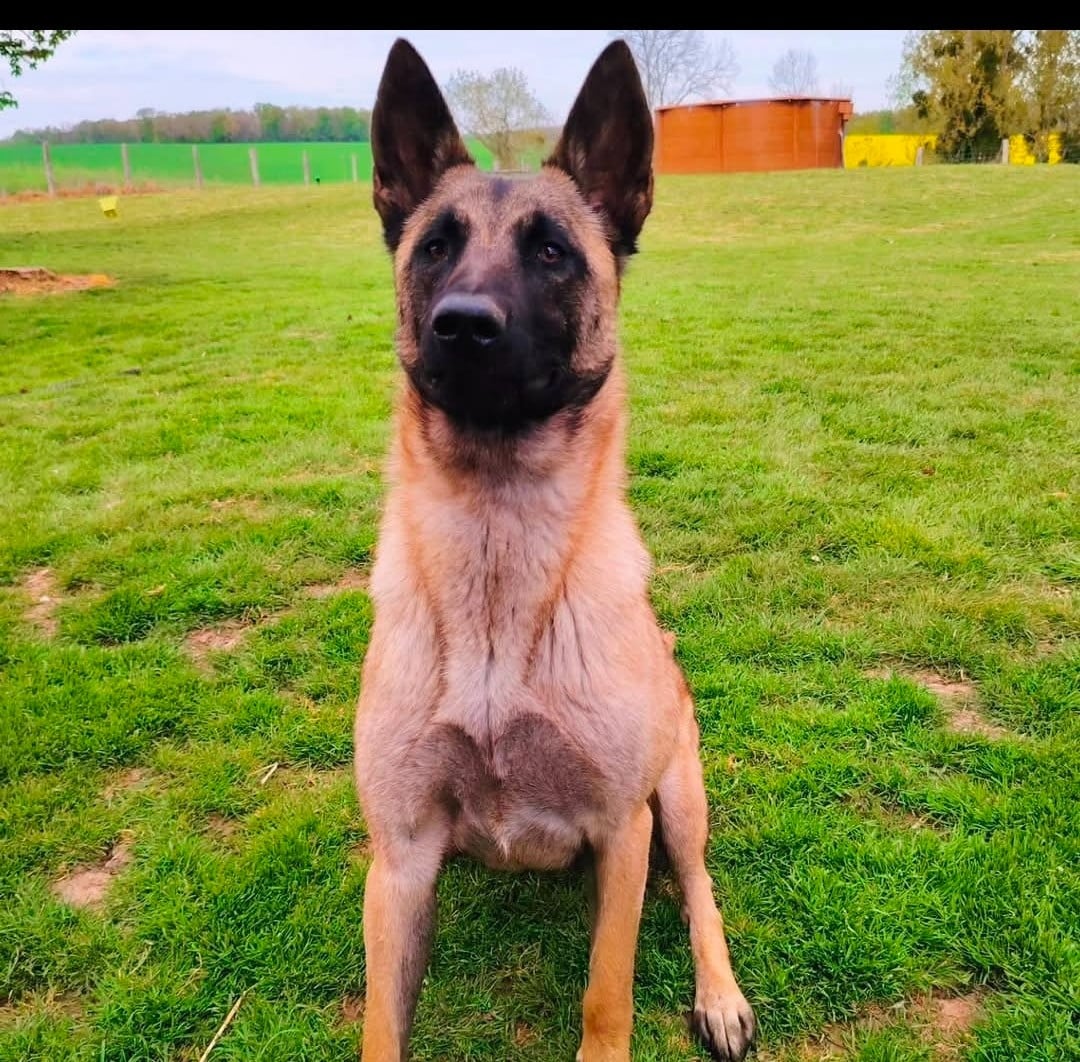 Publication : De La Meute Du Petit Morin Auteur : Vulka des bidibooms de la noue