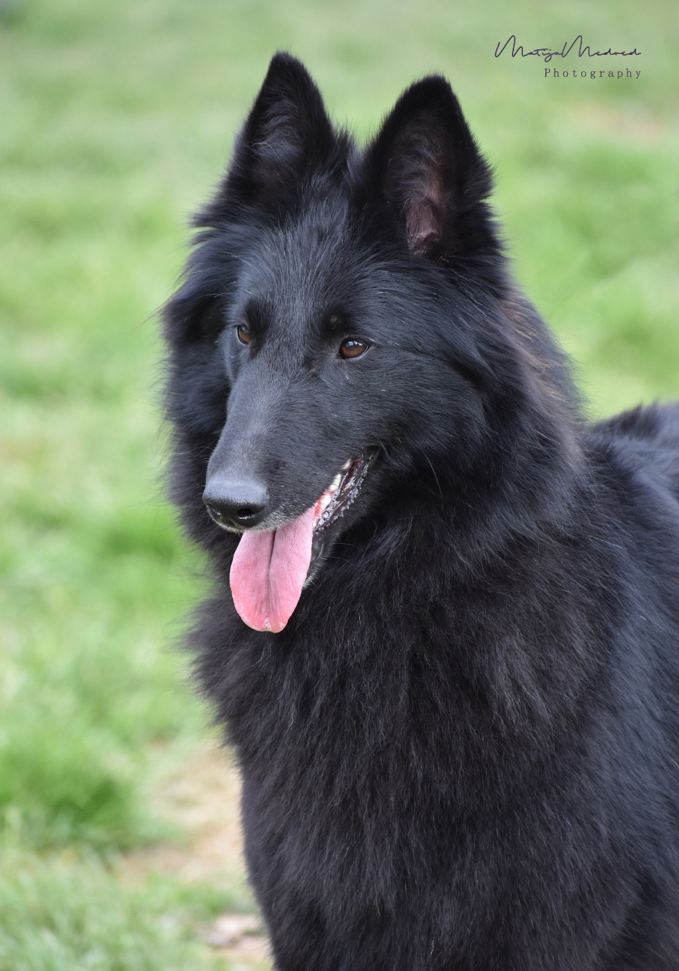 Publication : Astra Meum 