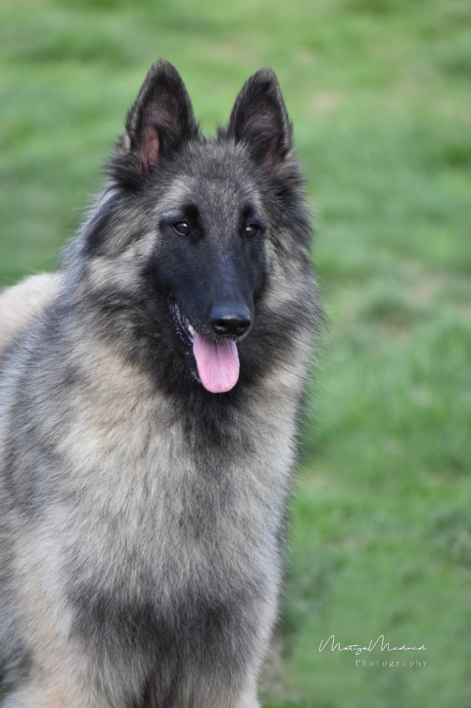 Publication : Astra Meum Auteur : Matija Medved