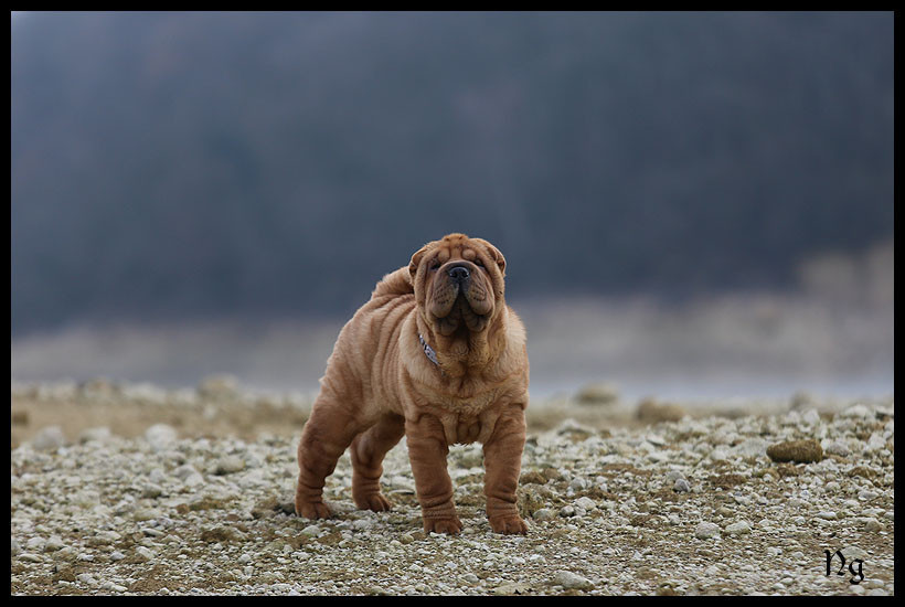 Publication : du Nuorilang