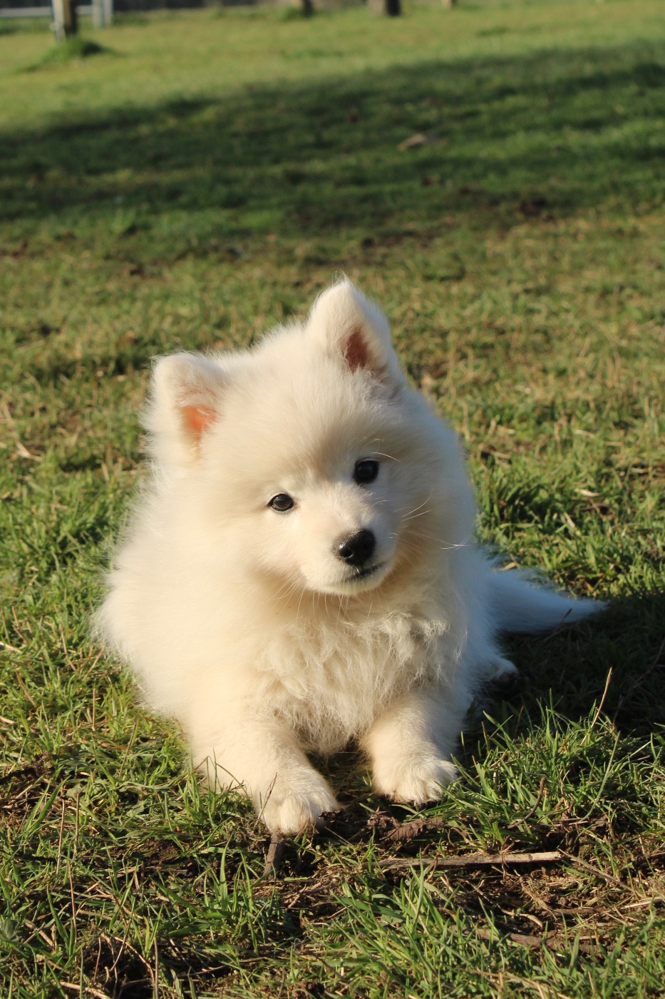 Publication : Of Volkana 