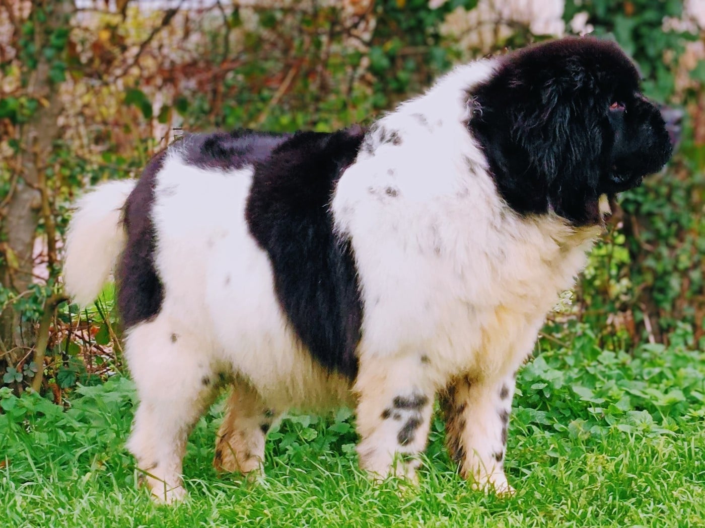 Publication : Des Caprices Dorée Auteur : Moi