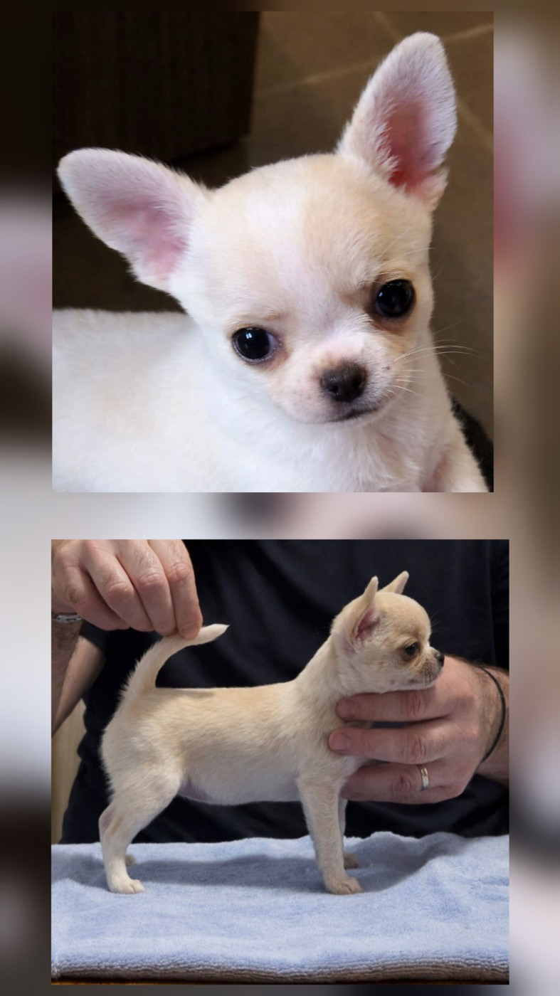 Publication : De L'empire De Ganesh