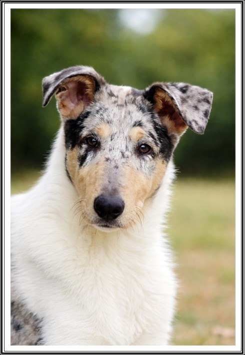 Publication : du bois des amazones Auteur : du Bois des Amazones