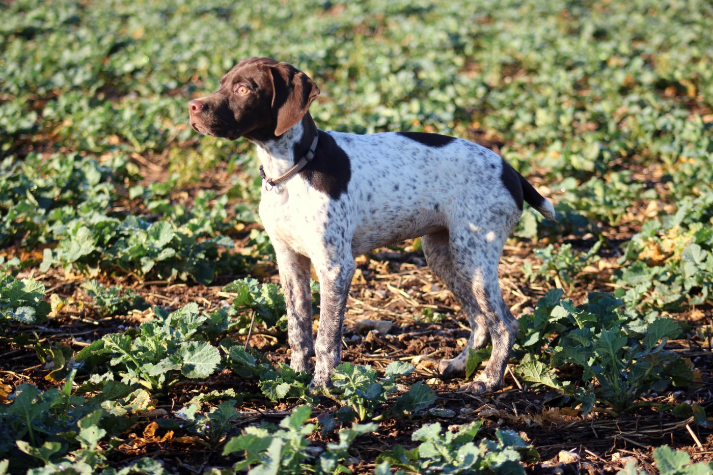 Publication : de Chantoizeau 