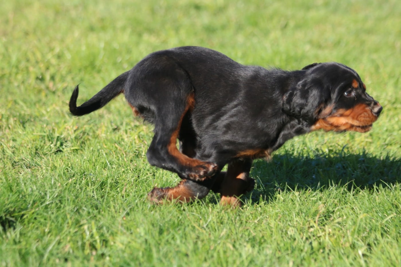 Publication : De La Flèche Noire Et Feu Auteur : ERIC ANDRE