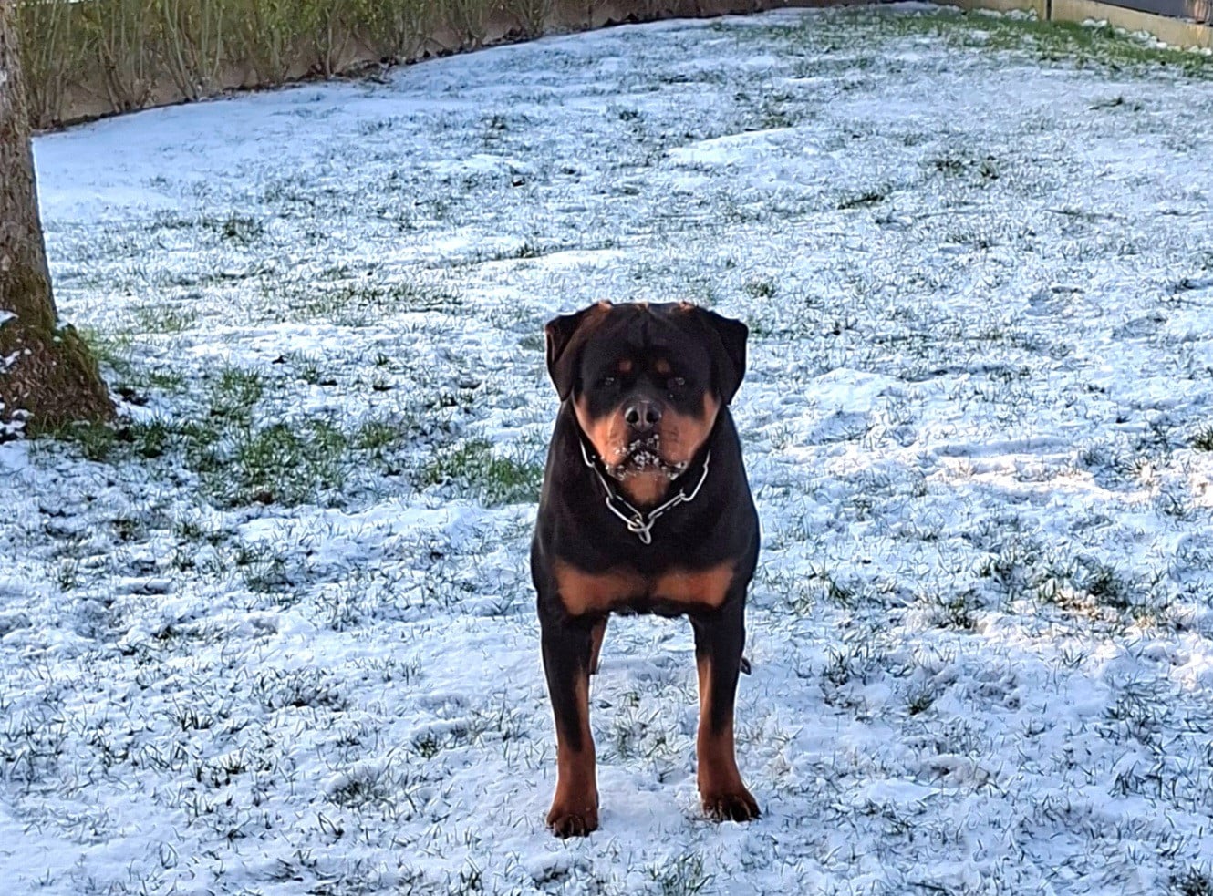 Publication : du champ des louves Auteur : Du Champ des Louves