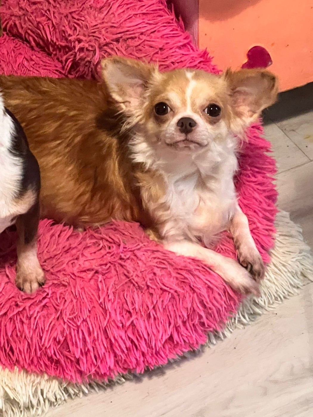 Publication : Des Chixy Du Soleil