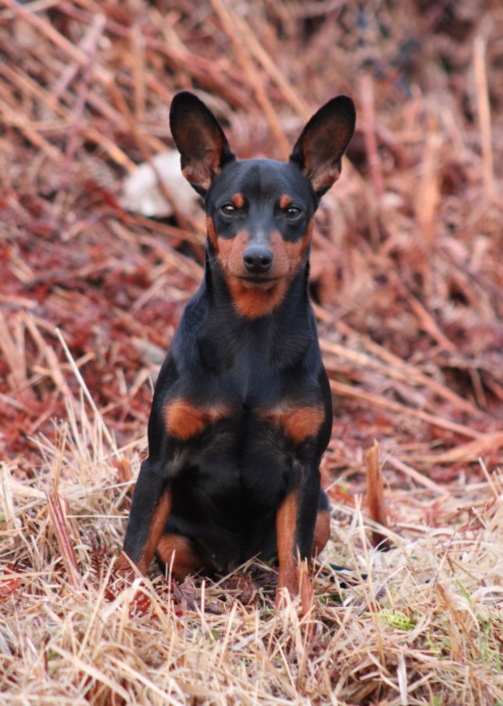 Publication : De La Plaine Bretonne