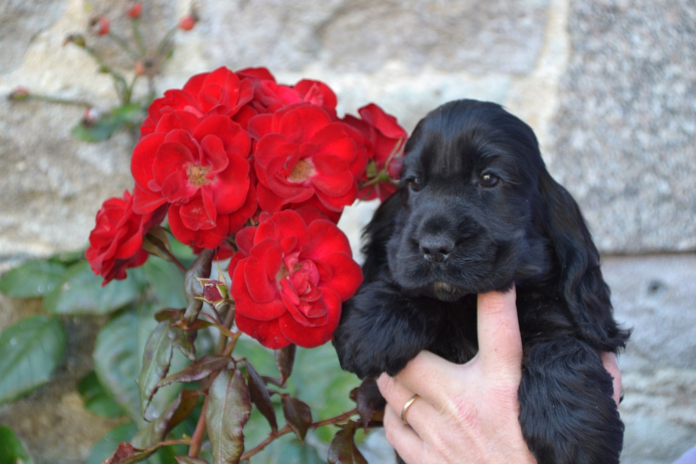 Publication : of loving Star 