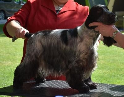 CH. Team Tubular bells Royal's Freind