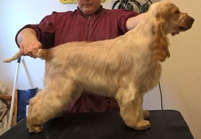 CH. Royal's Freind Team Top tendency