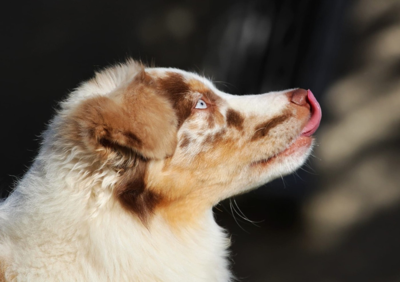 Publication : du Mas Karel Auteur : MasKarel