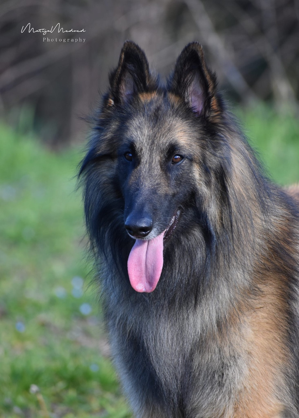 Publication : Astra Meum Auteur : Matija Medved