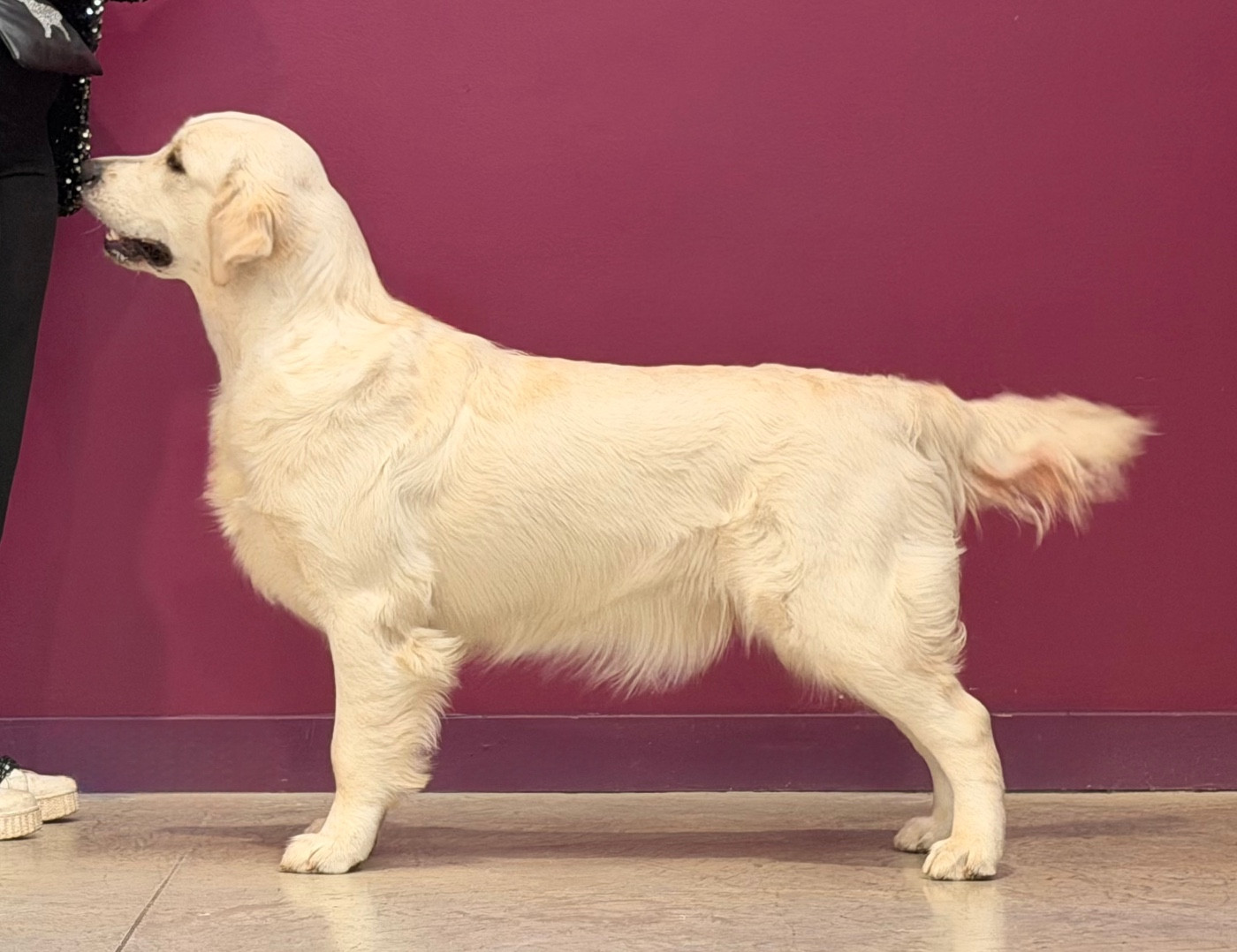 Publication : De L'Orée Du Royaume De Nala Auteur : Moi