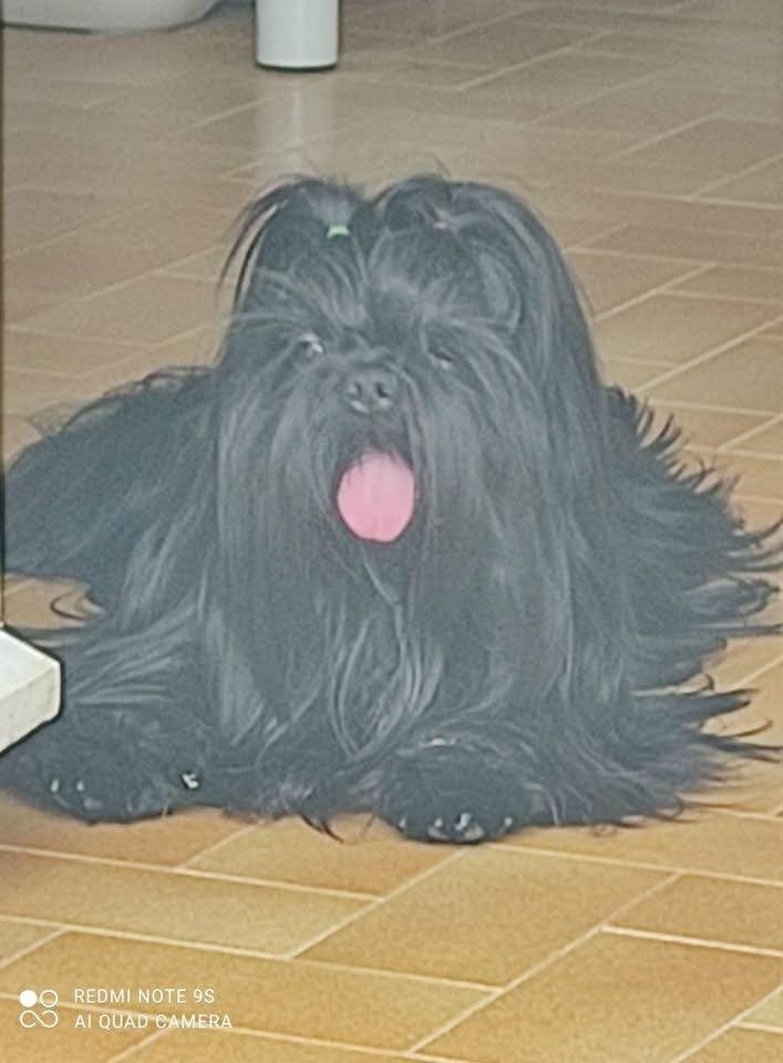 Publication : Du Domaine Tibetain 