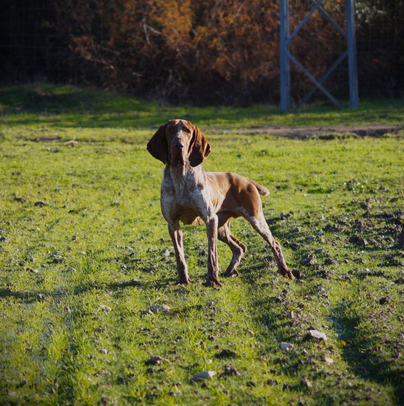 Publication : Amour Chien Fou