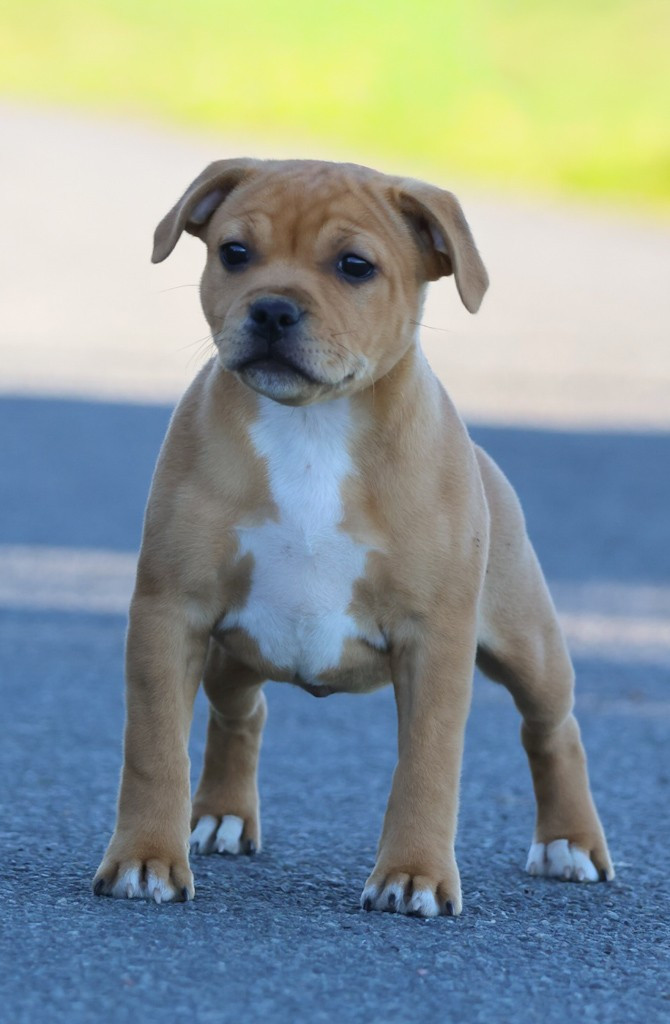 Publication : House Of Warrior