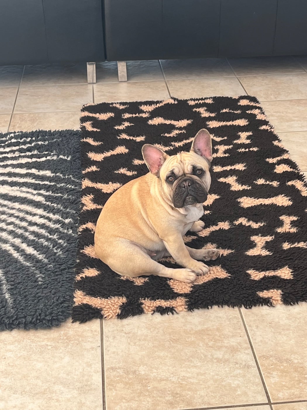 VIOLETTE (Sans Affixe)