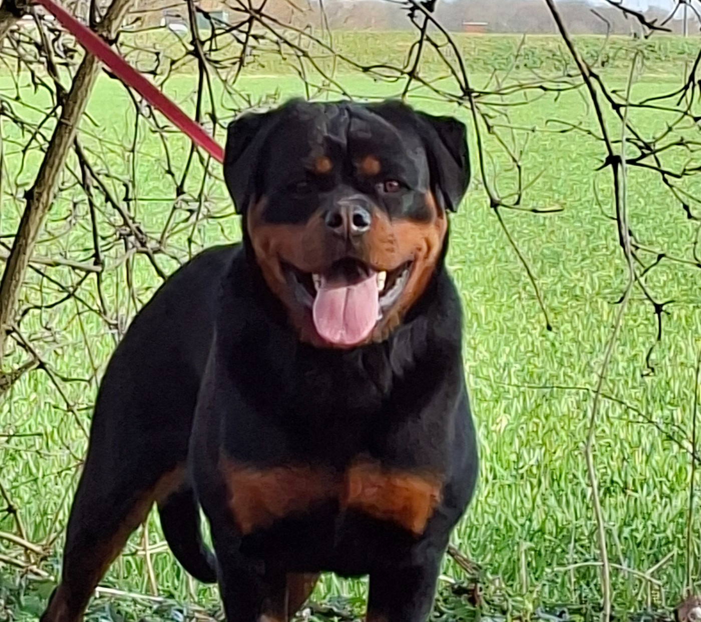 Publication : du champ des louves Auteur : Du Champ des Louves