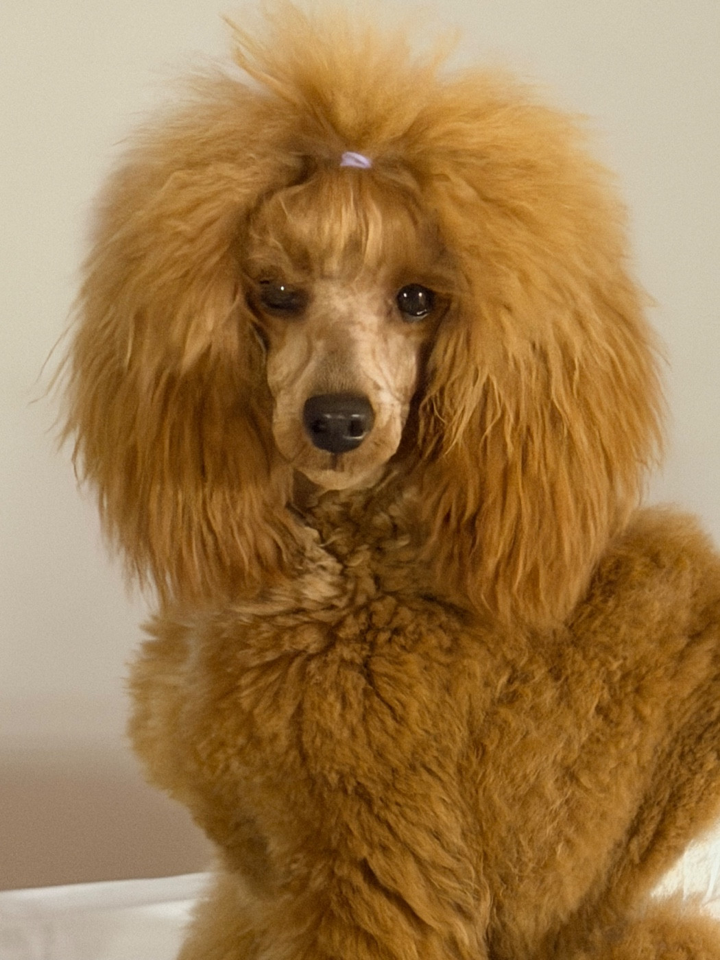 Publication : Du pré moussey Auteur : justine poupon