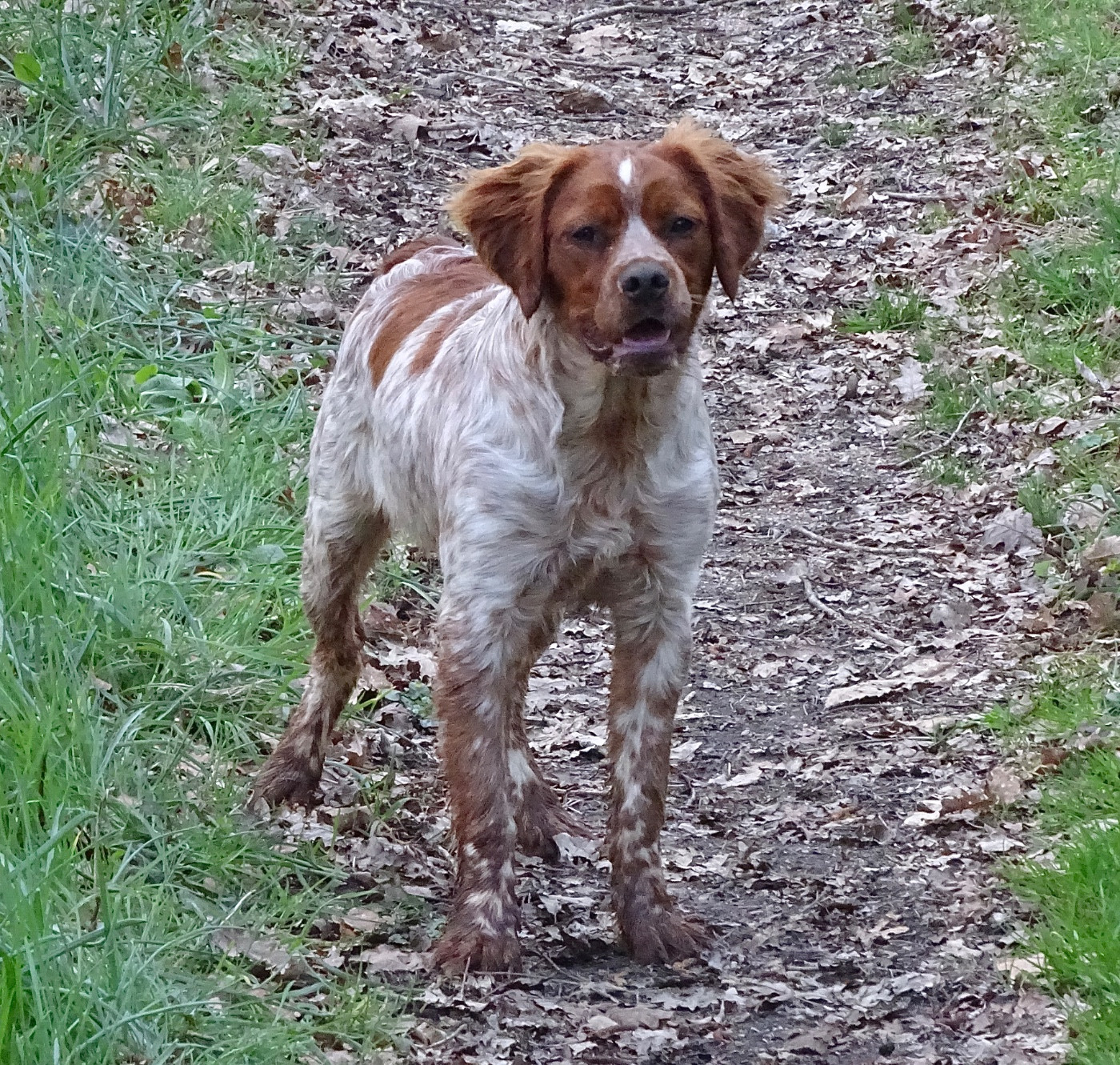 Publication : Des Coteaux De Pauthe 