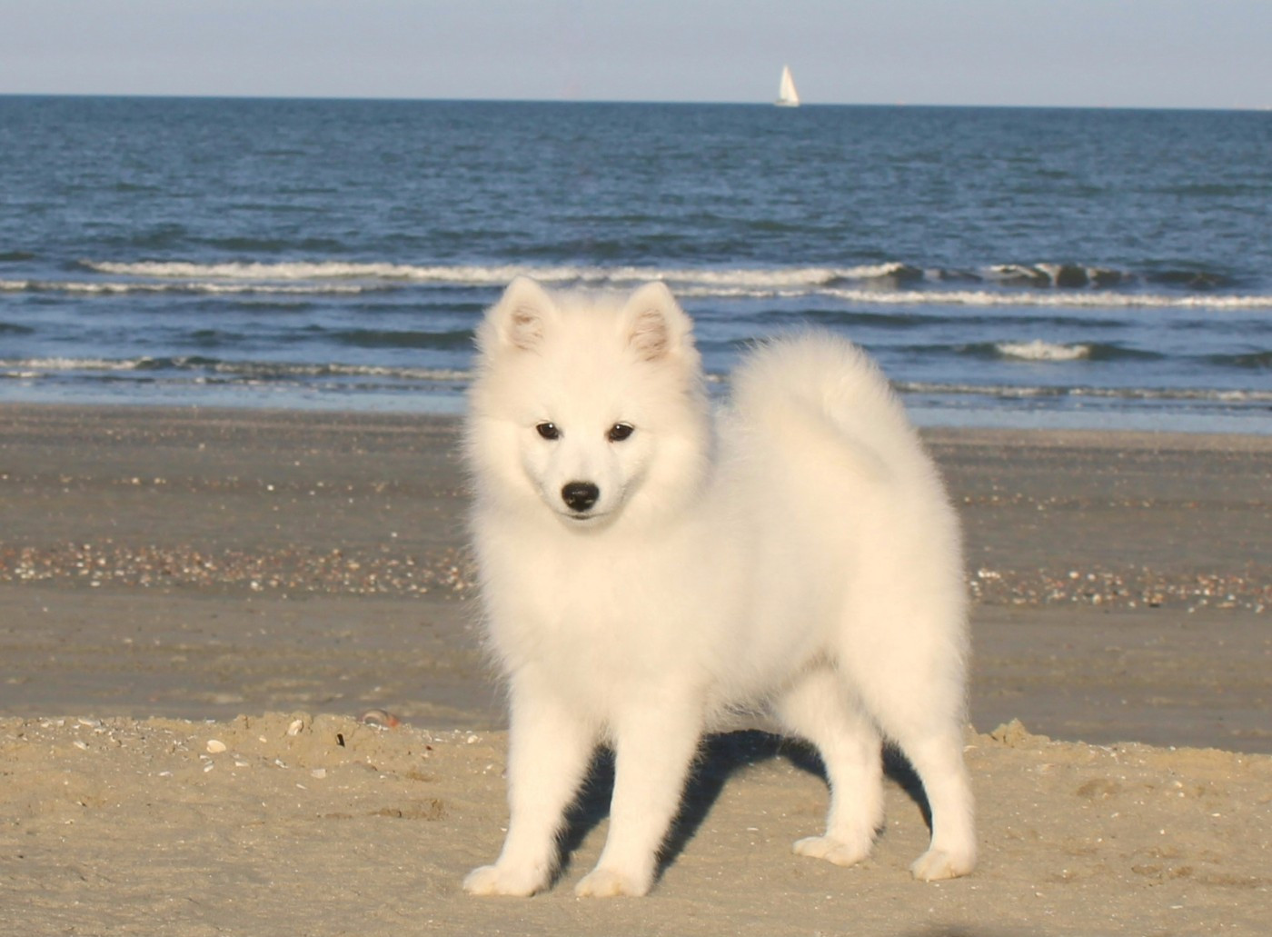 Publication : Of Volkana 