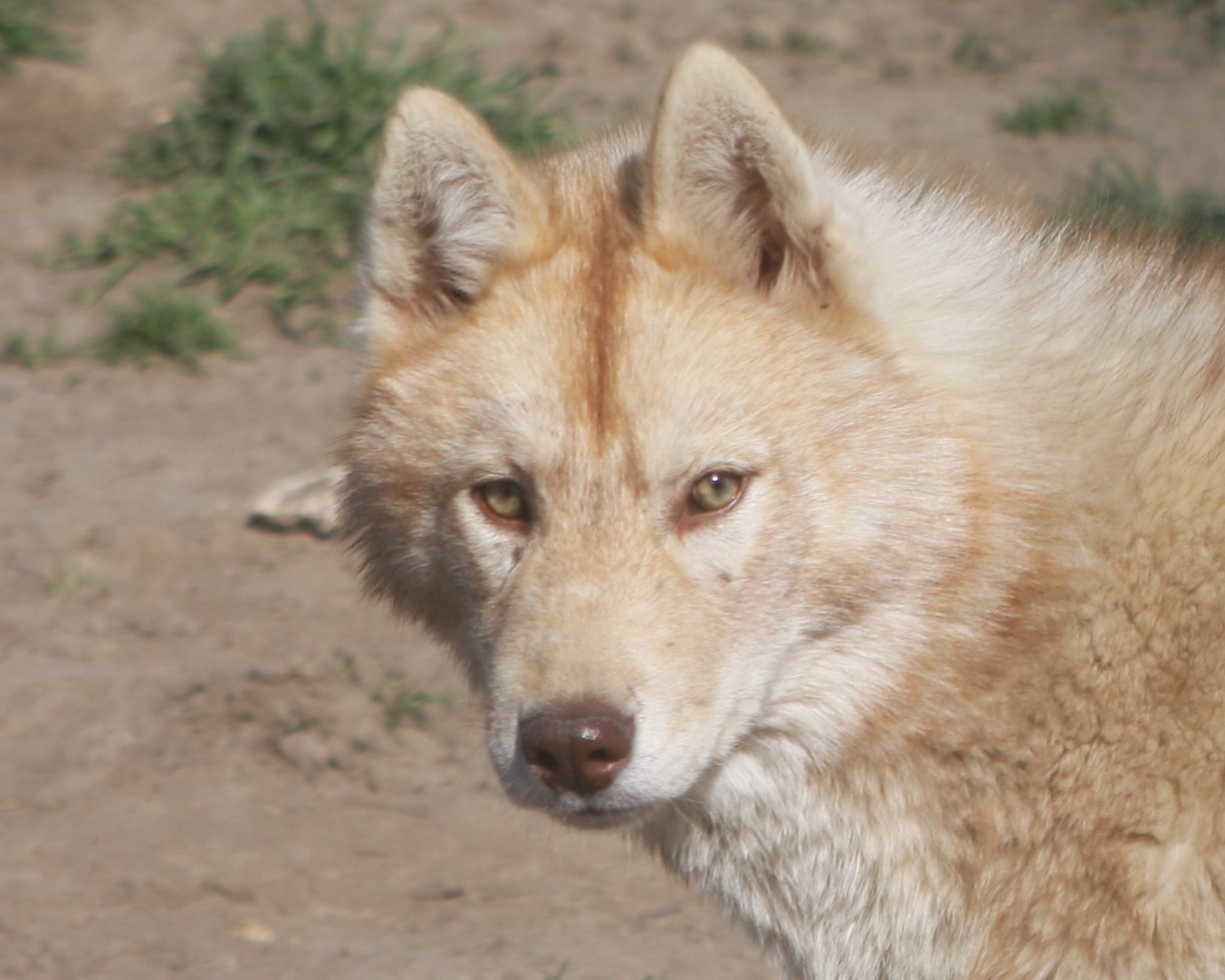 Publication : Of Legendary's Reborn 